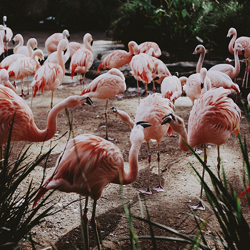 Flamingos